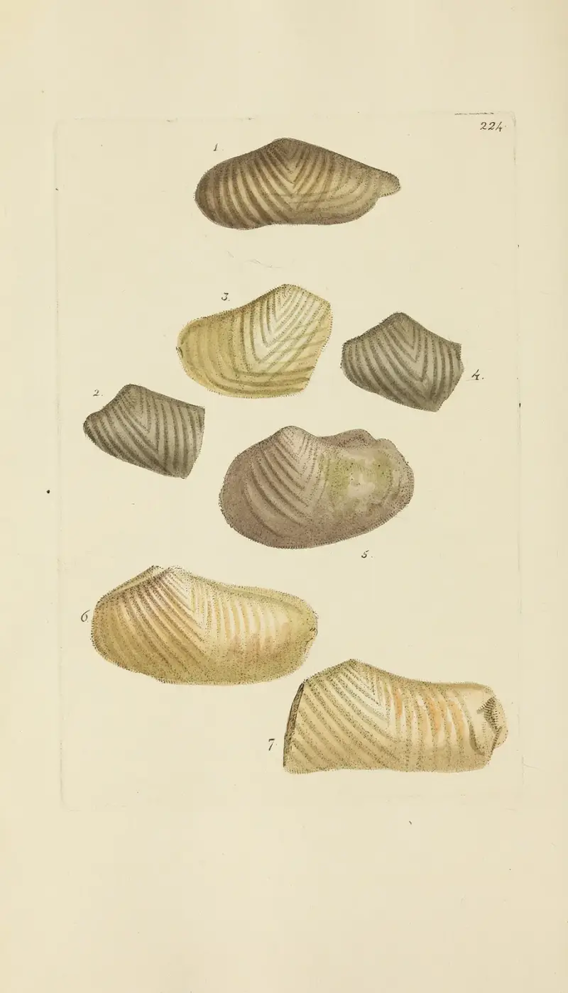 Mineralconchology av Storbritannien, pl. 415 av James Sowerby