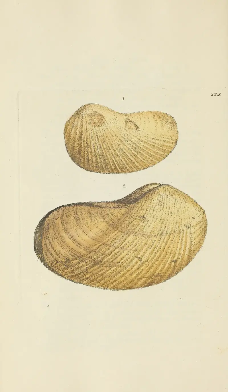 The mineral conchology of Great Britain Pl.416 av James Sowerby