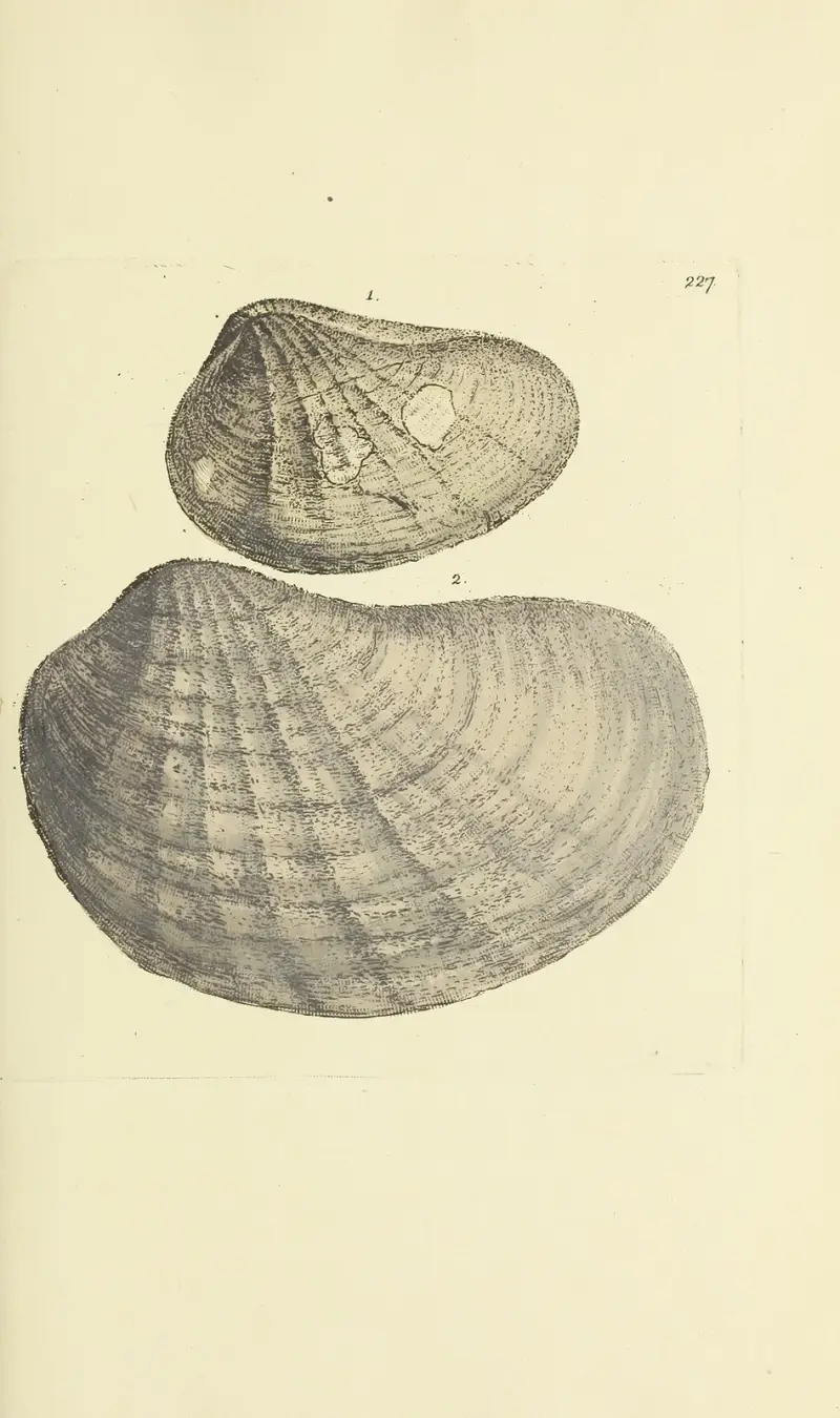 The mineral conchology of Great Britain Pl.418 av James Sowerby