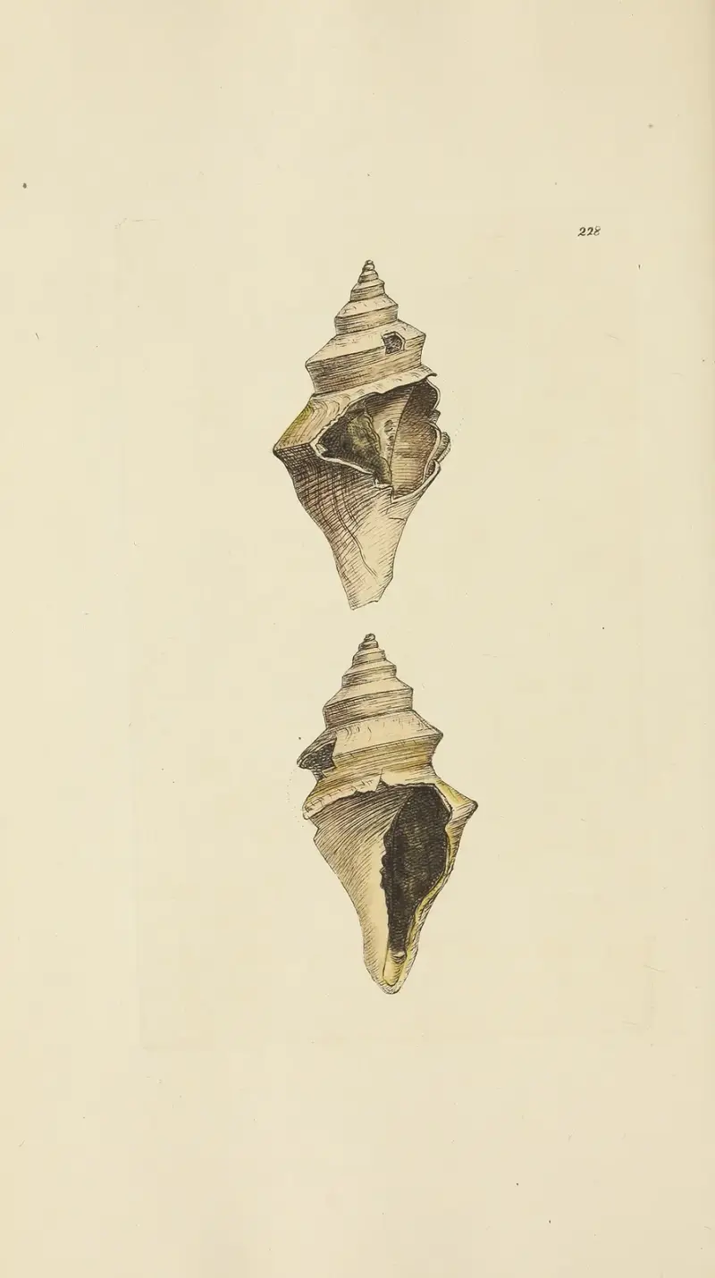 Mineralogi och snäckor – Storbritannien, plansch 419 av James Sowerby