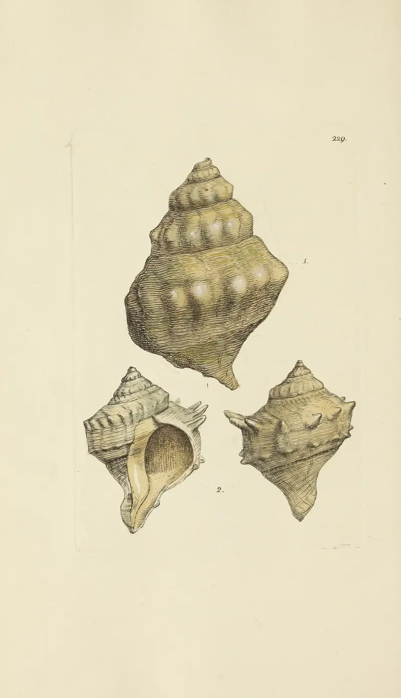 Die Mineral-Conchologie von Großbritannien Taf. 420 von James Sowerby