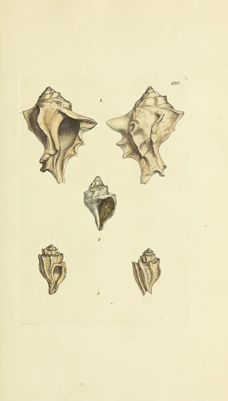 The mineral conchology of Great Britain Pl.421 av James Sowerby