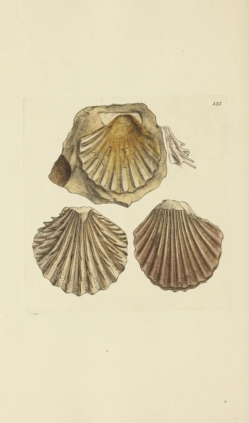 Mineralische Conchologie von Großbritannien, Tafel 422 von James Sowerby
