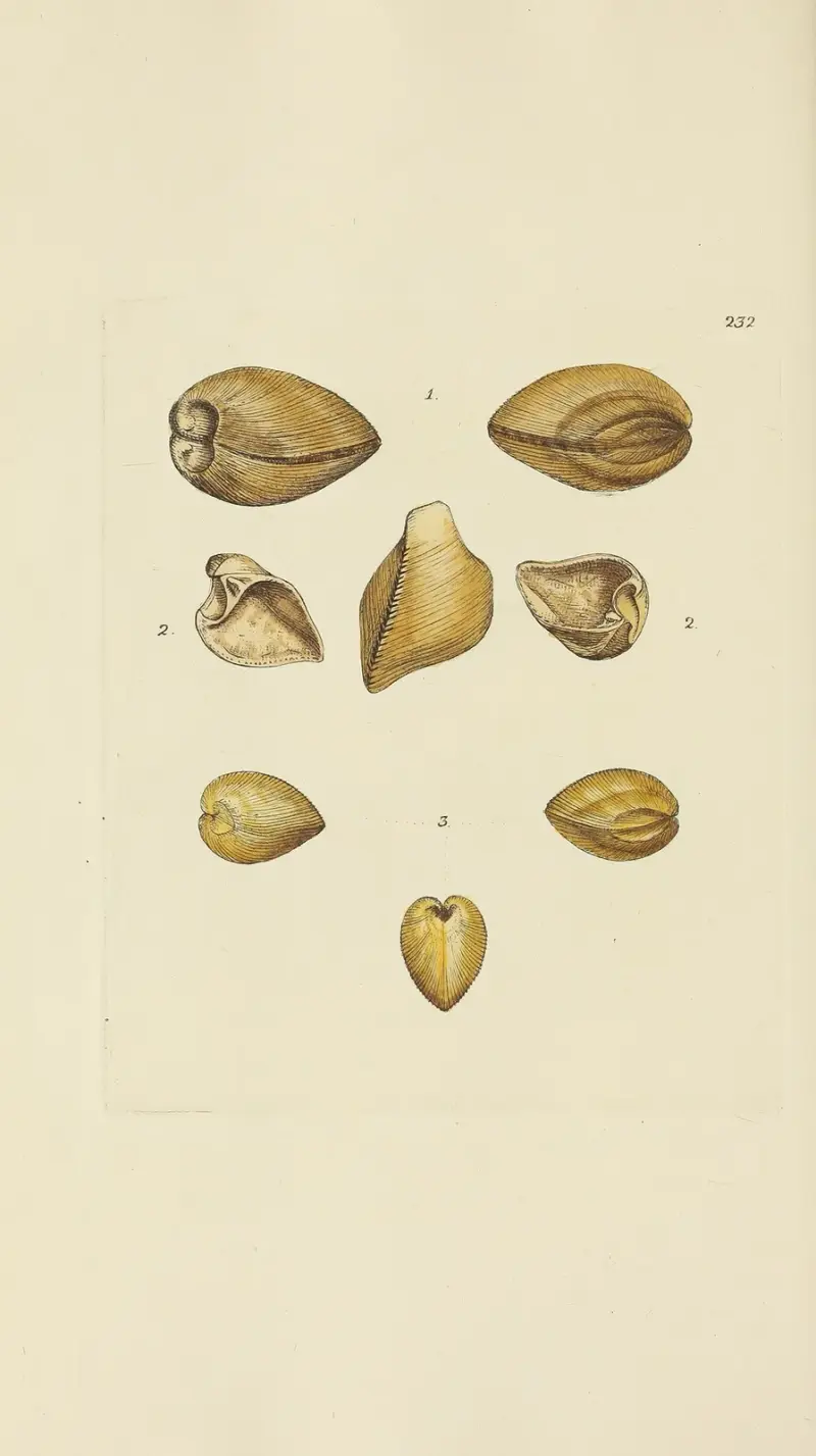 The mineral conchology of Great Britain Pl. 423 av James Sowerby