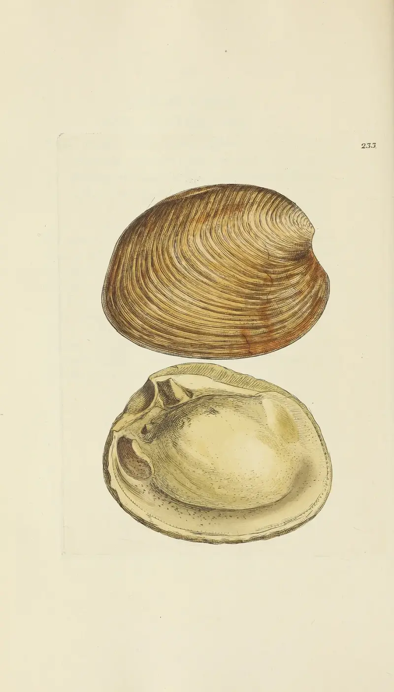 The mineral conchology of Great Britain Pl.424 av James Sowerby
