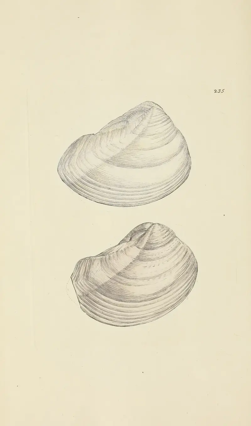 The mineral conchology of Great Britain Pl.426 av James Sowerby