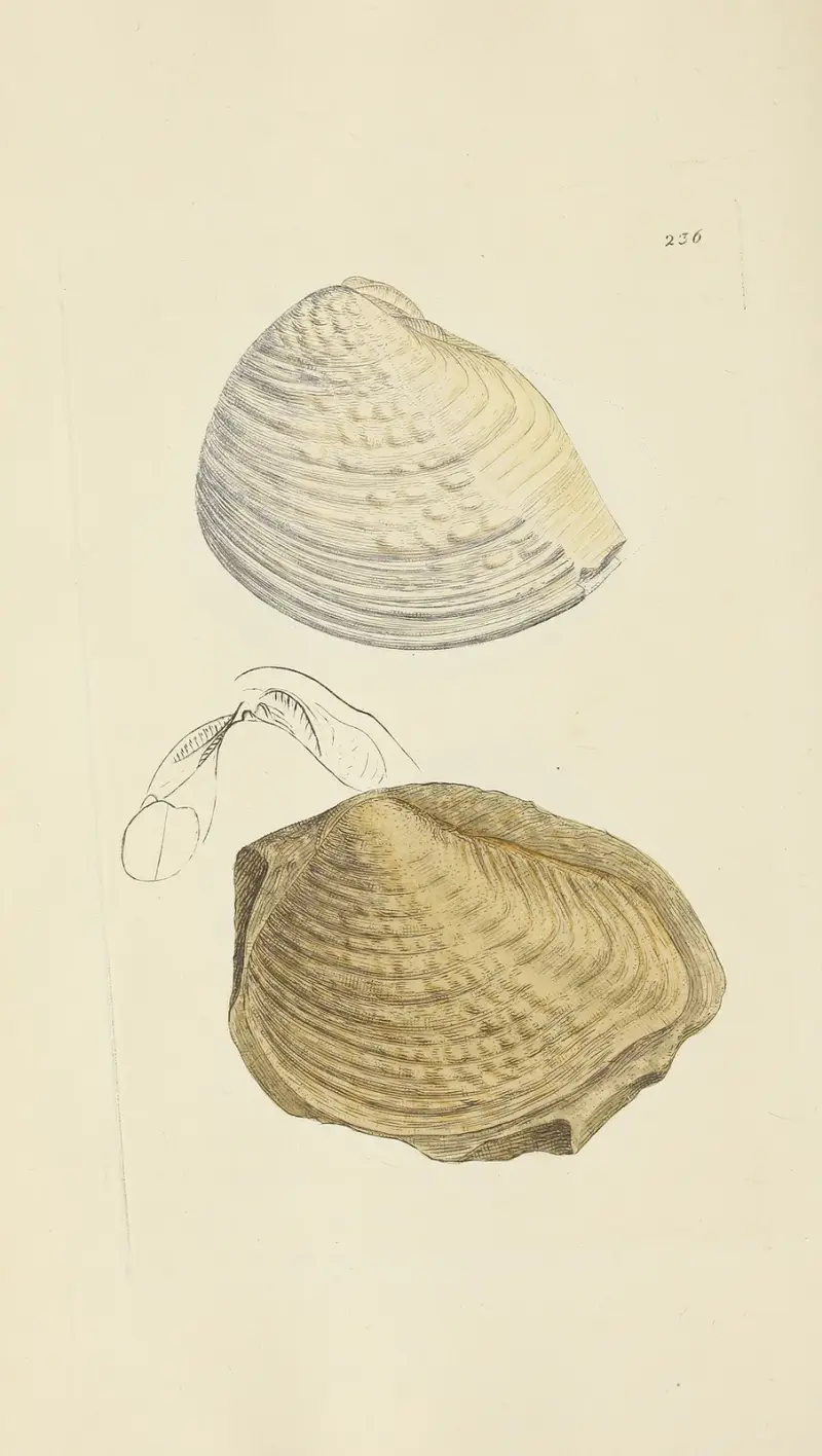 The mineral conchology of Great Britain Pl.427 av James Sowerby