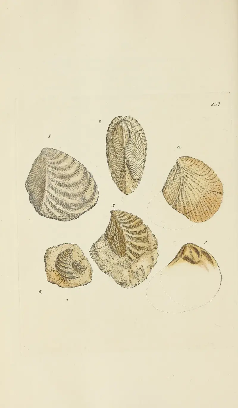 Mineralogisk konchyliologi för Storbritannien Pl.428 av James Sowerby