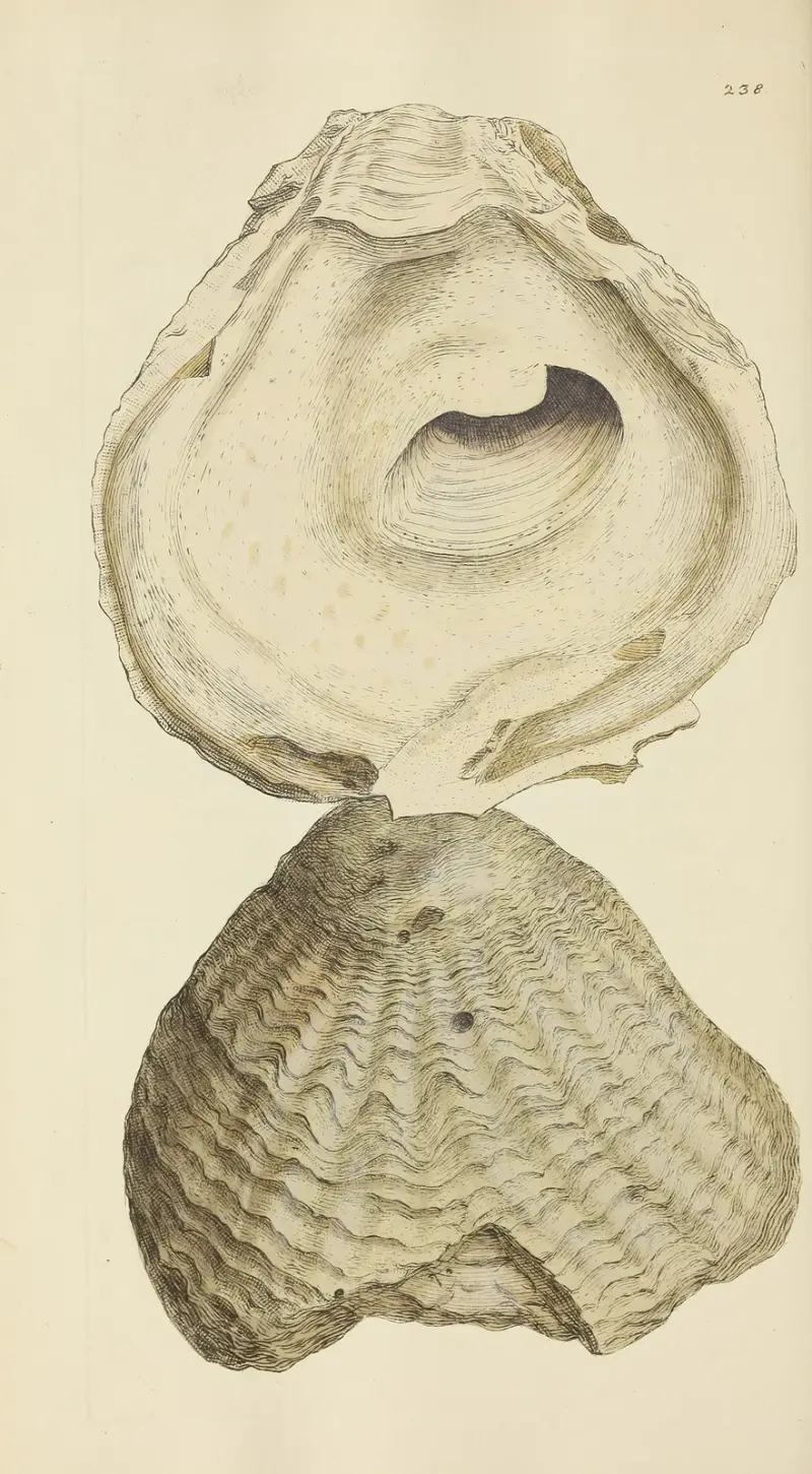 The mineral conchology of Great Britain Pl.429 av James Sowerby