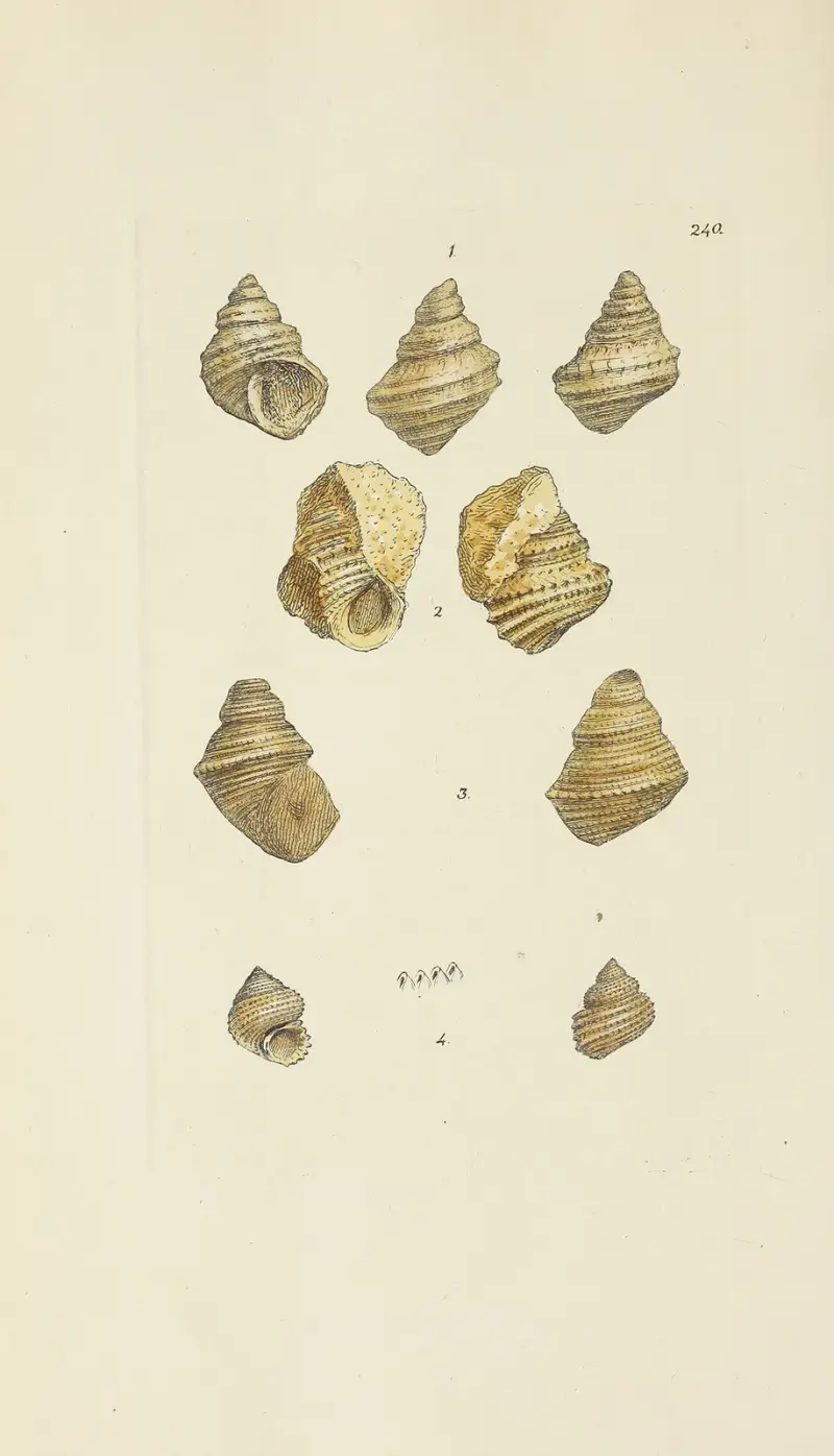 The mineral conchology of Great Britain Pl.431 av James Sowerby