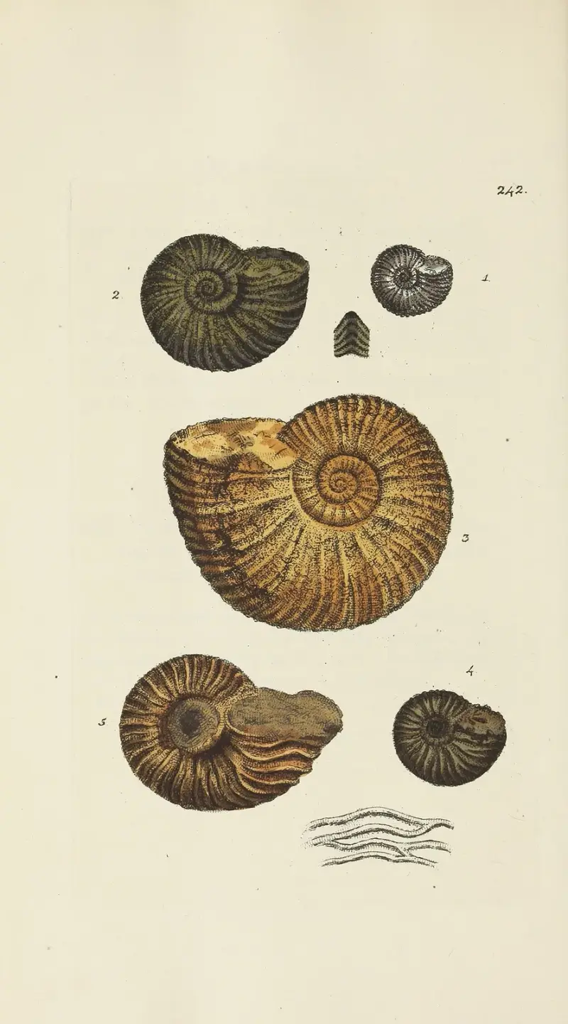 The mineral conchology of Great Britain Pl.432 av James Sowerby