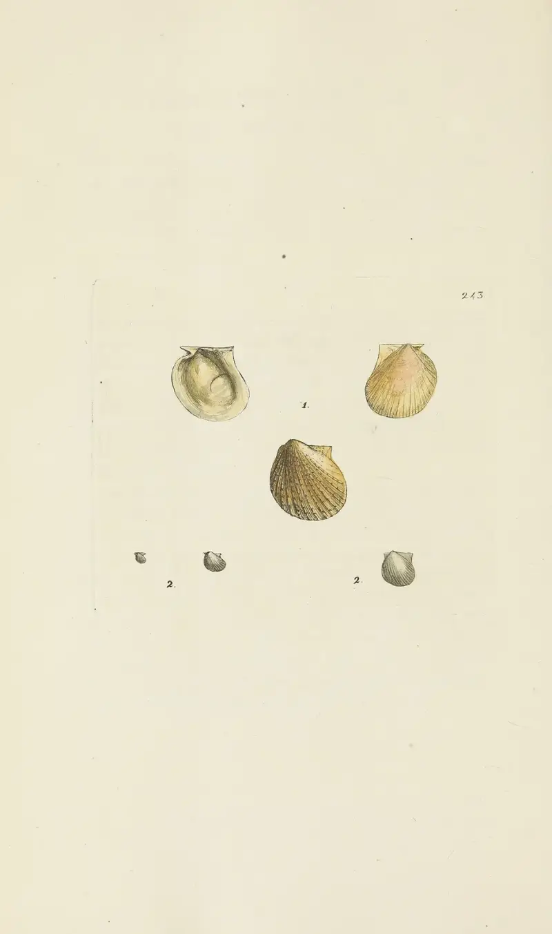 The mineral conchology of Great Britain Pl.433 av James Sowerby