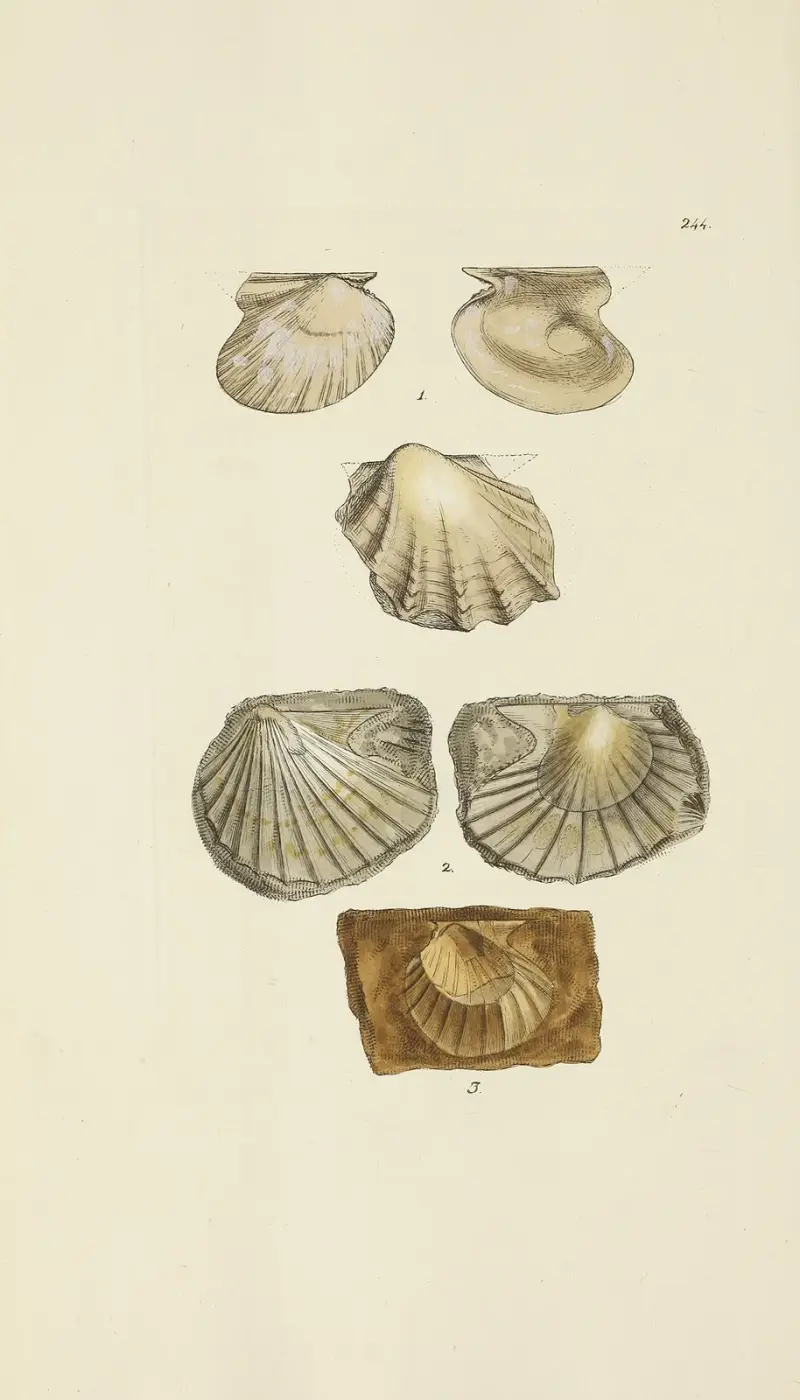 The mineral conchology of Great Britain Pl.434 av James Sowerby