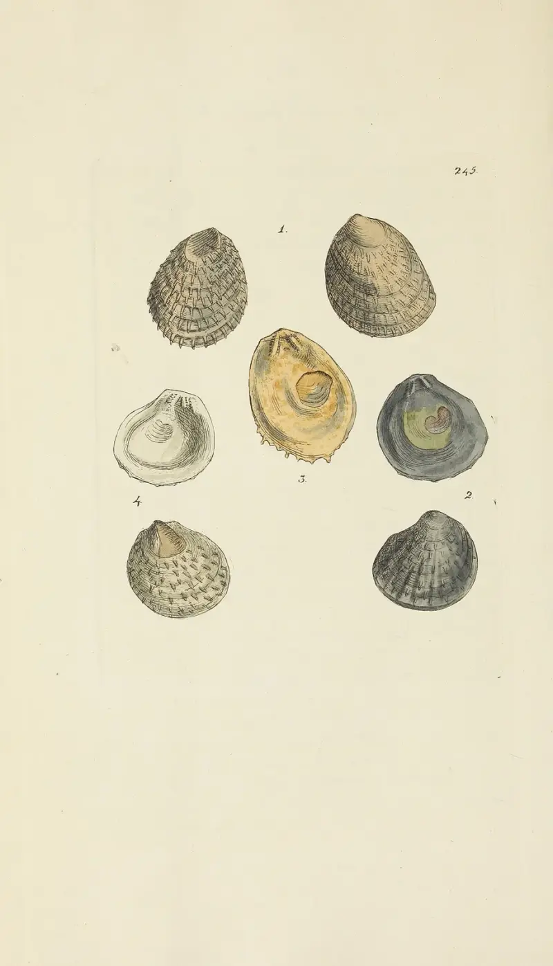 The mineral conchology of Great Britain Pl.435 av James Sowerby