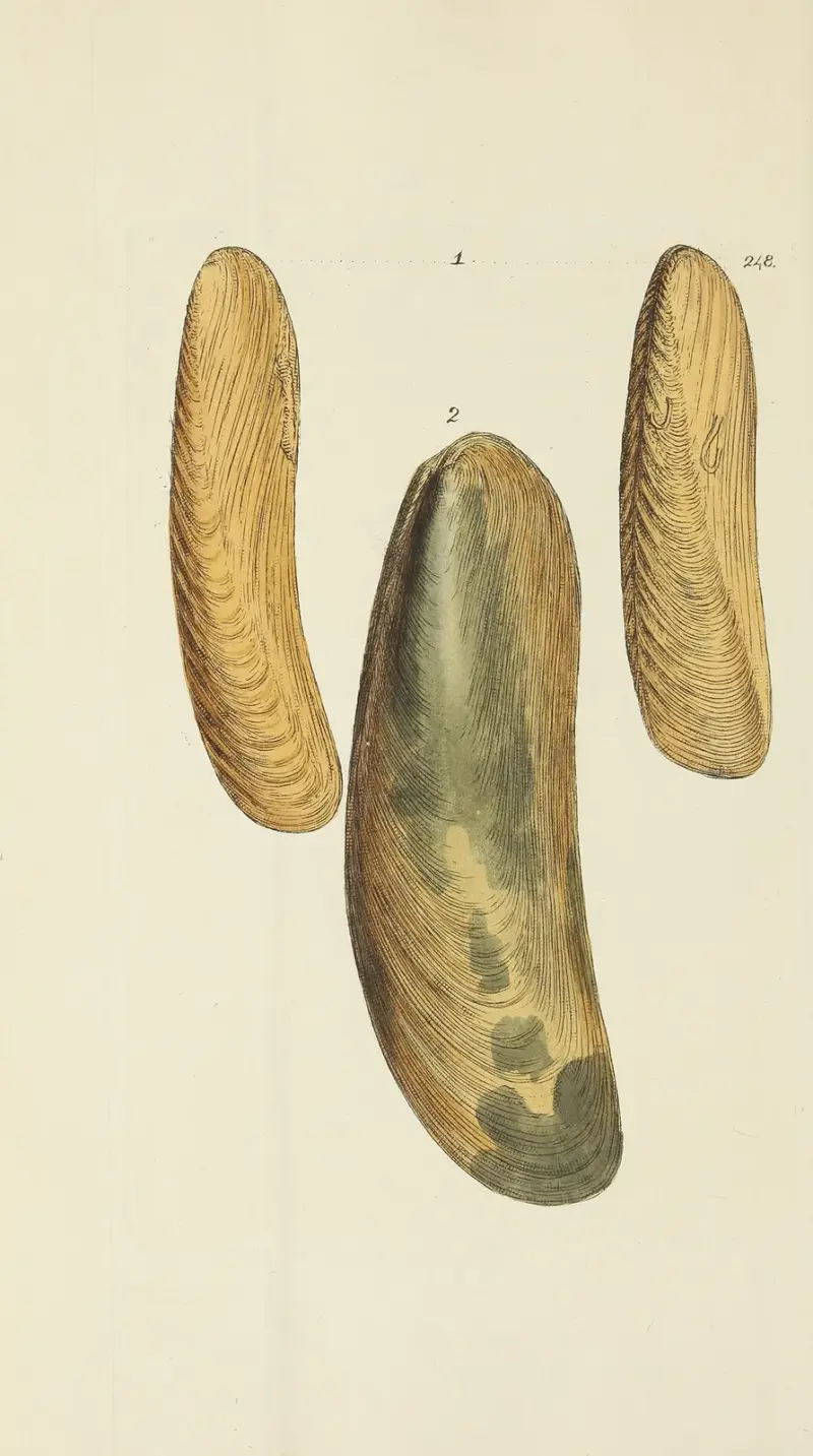The mineral conchology of Great Britain Pl.437 av James Sowerby