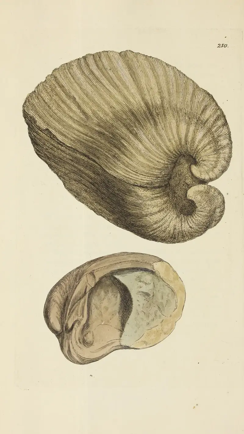 Brittisk mineralisk conchyliologi, pl. 438 av James Sowerby