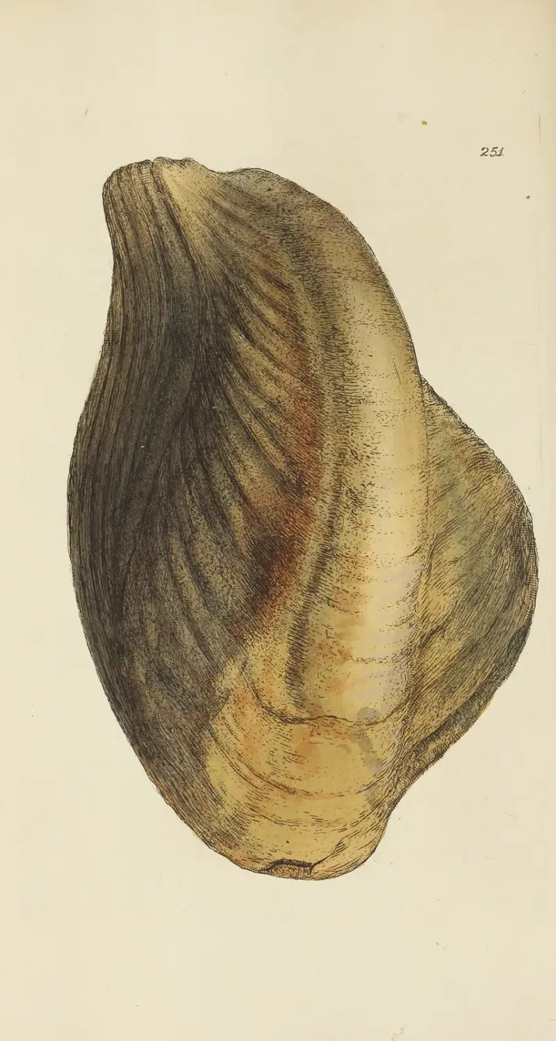 The mineral conchology of Great Britain Pl.439 av James Sowerby
