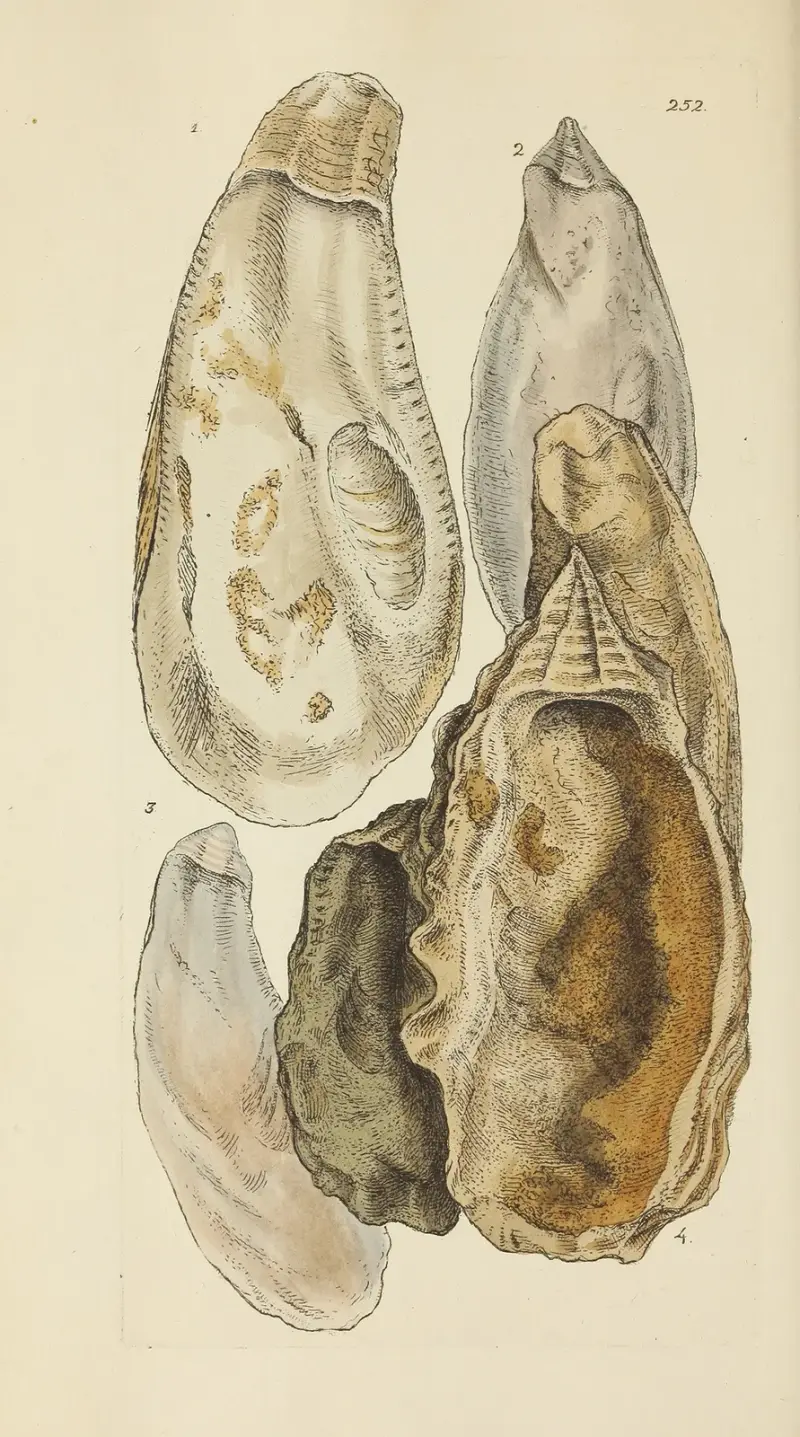 Mineralconchology från Storbritannien, plansch 440 av James Sowerby