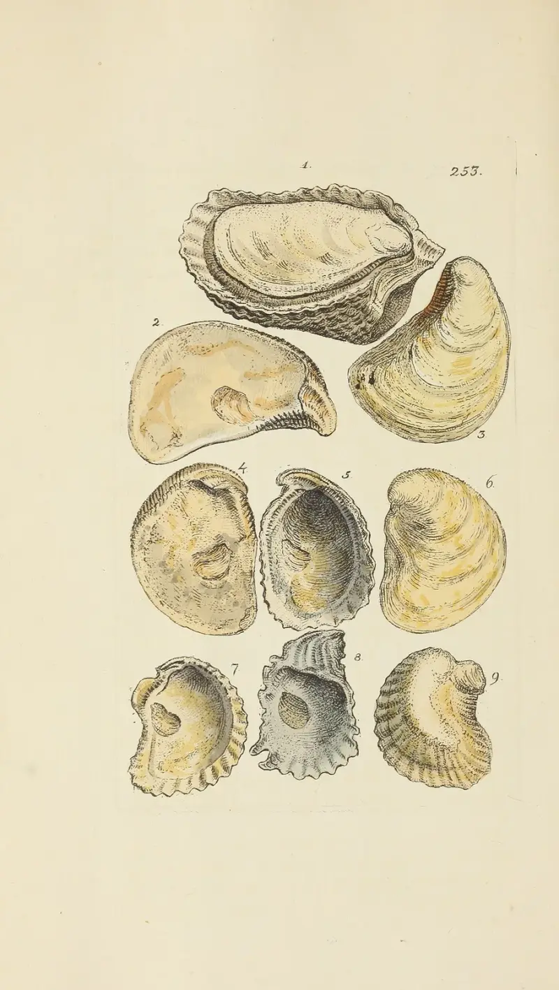 The mineral conchology of Great Britain Pl.441 av James Sowerby