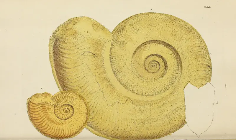 The mineral conchology of Great Britain Pl.442 av James Sowerby