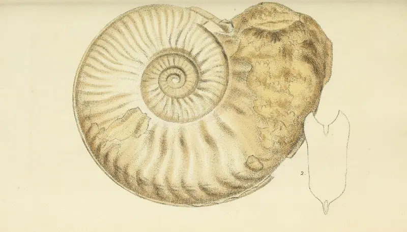 Mineralogi över Storbritanniens snäckor, pl. 443 av James Sowerby