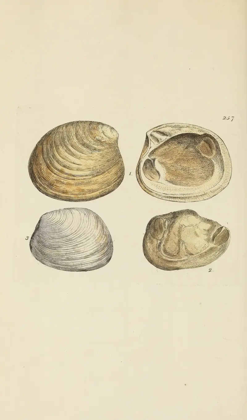 The mineral conchology of Great Britain Pl.445 av James Sowerby