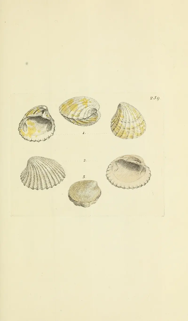 The mineral conchology of Great Britain Pl.447 av James Sowerby
