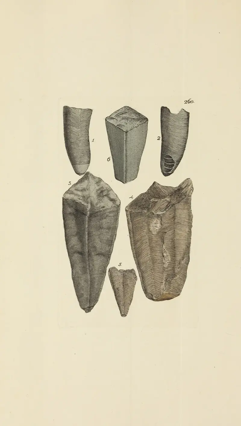 The mineral conchology of Great Britain Pl.448 av James Sowerby