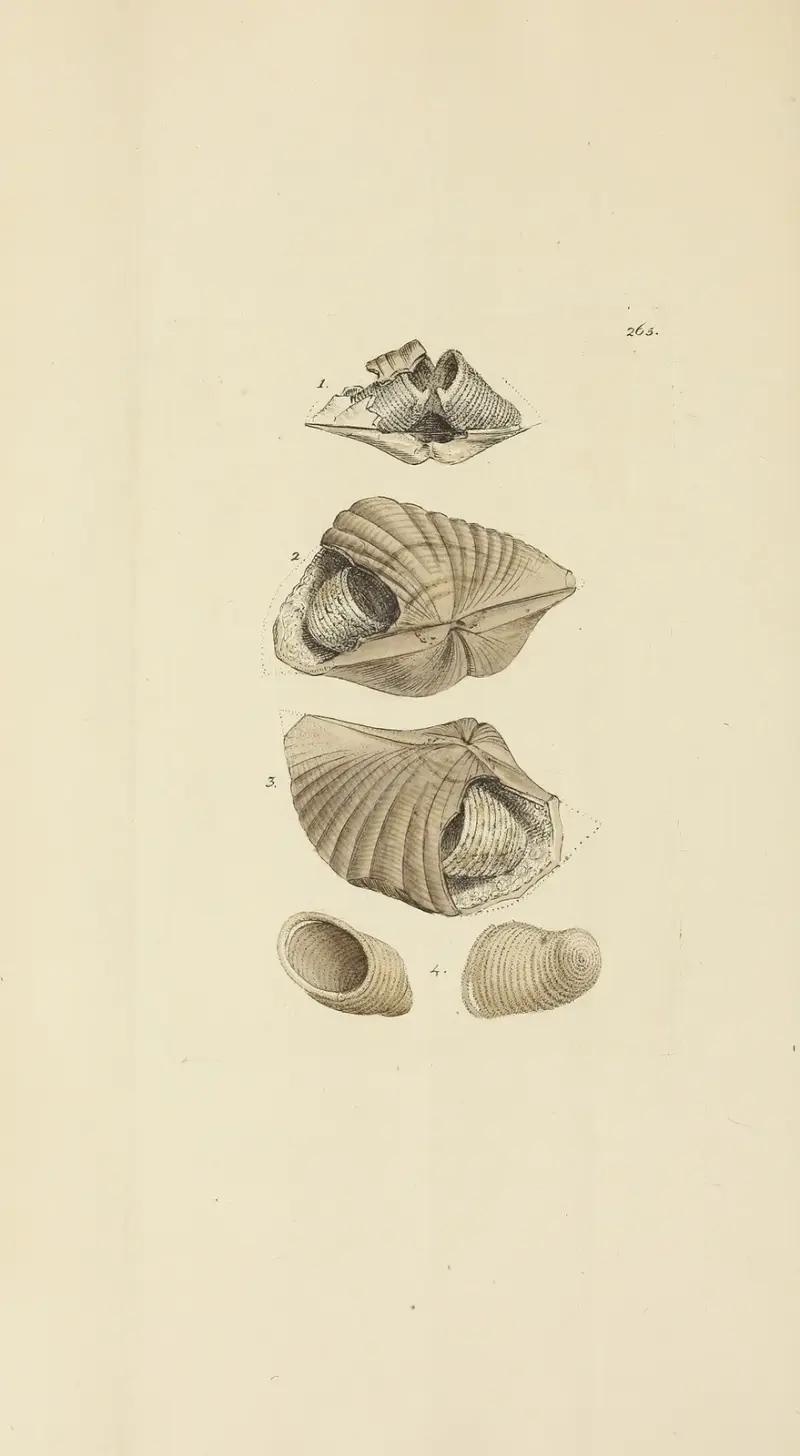 The mineral conchology of Great Britain Pl.452 av James Sowerby