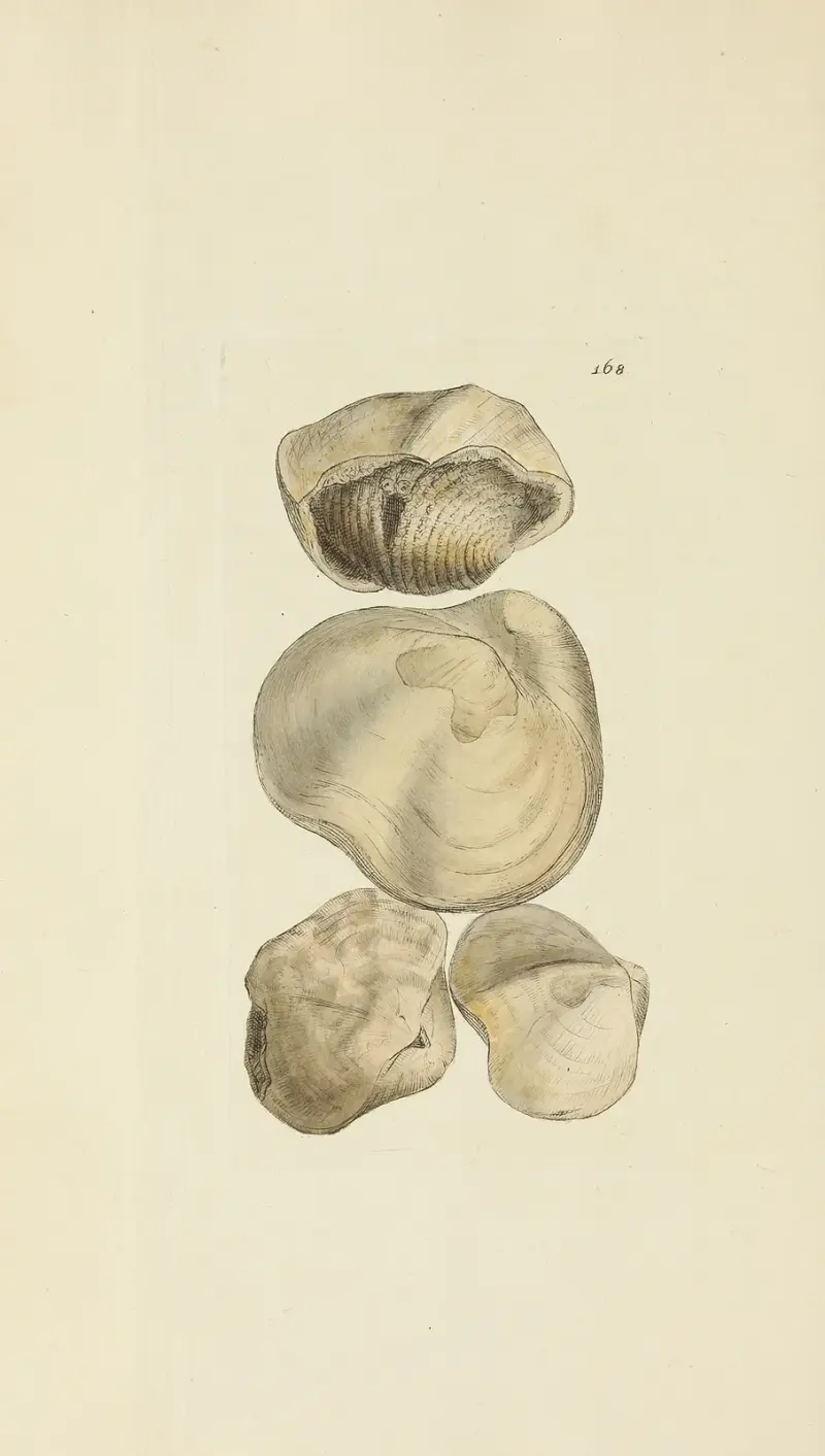 The mineral conchology of Great Britain Pl.454 av James Sowerby