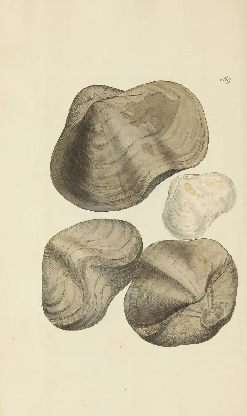 The mineral conchology of Great Britain, pl. 455 av James Sowerby