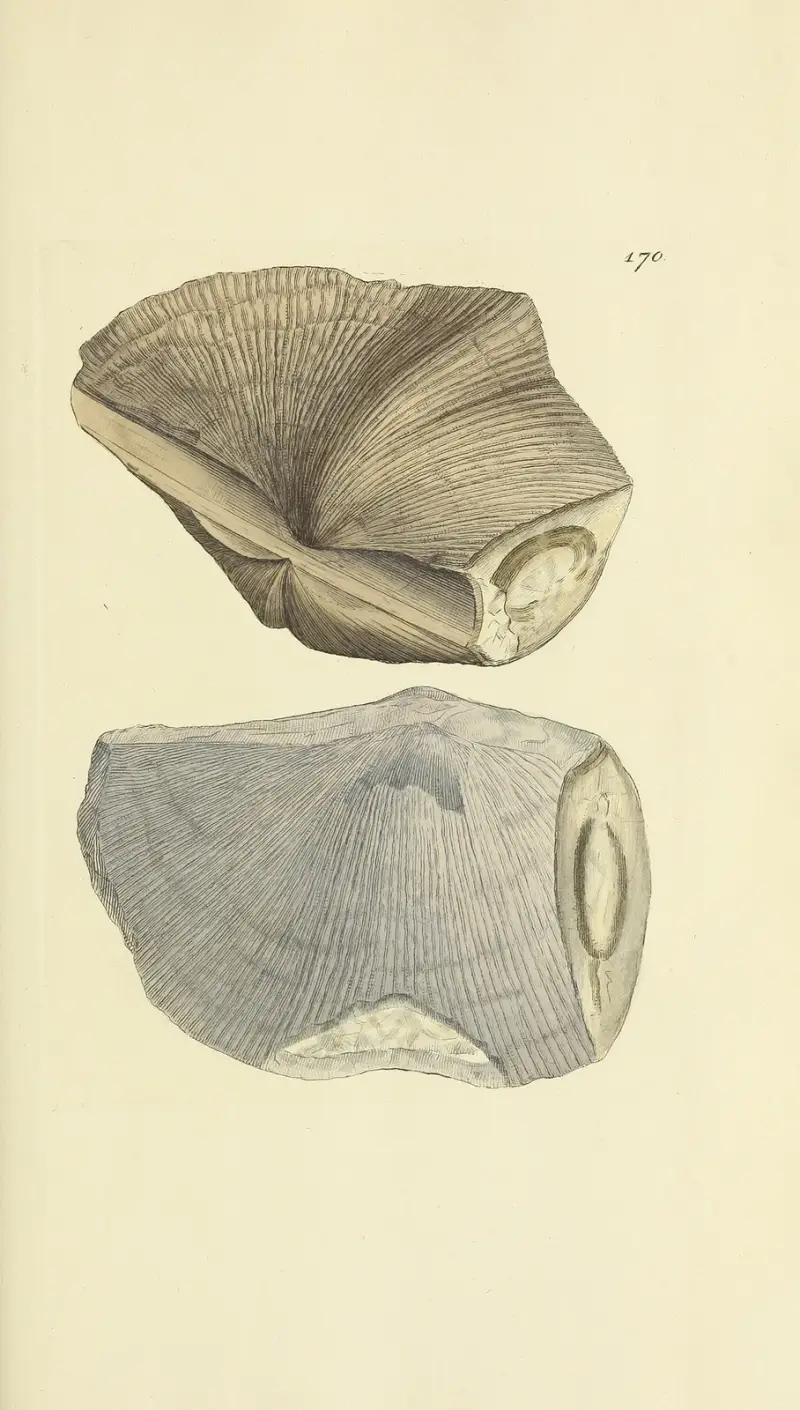 The mineral conchology of Great Britain Pl.456 av James Sowerby