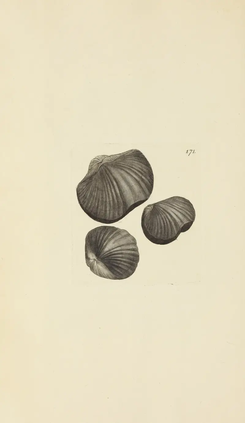 The mineral conchology of Great Britain Pl.457 av James Sowerby