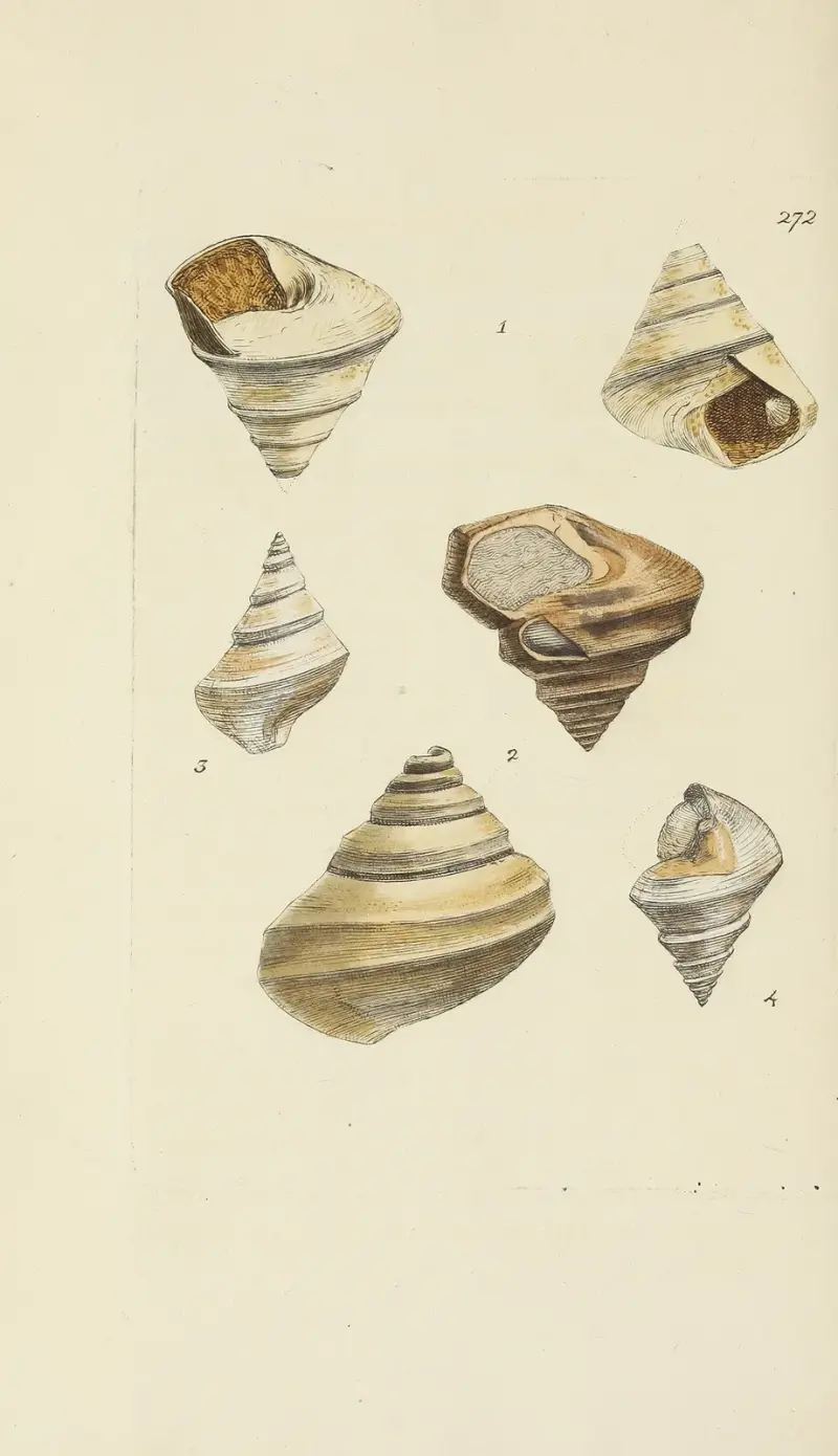 Mineralconchologi från Storbritannien, plansch 458 av James Sowerby