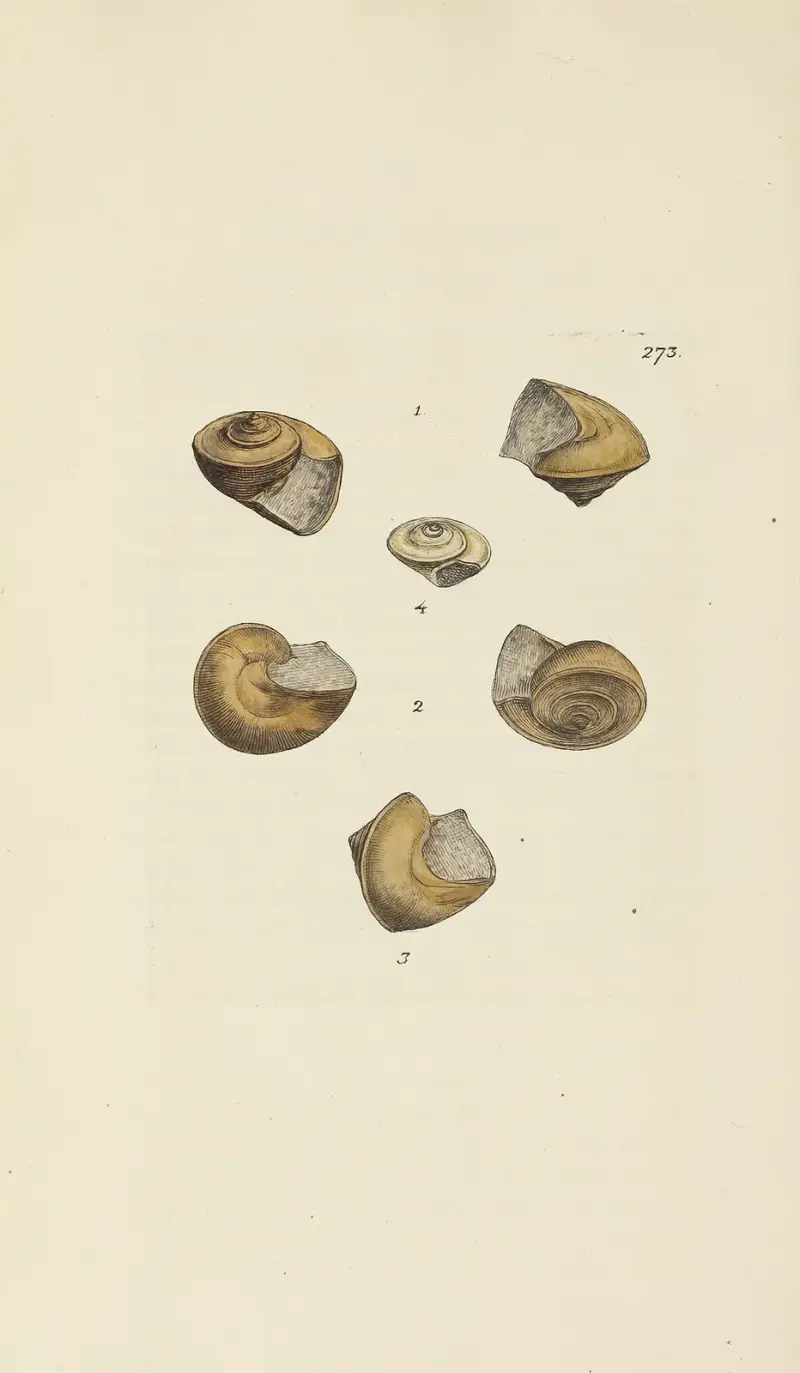 The mineral conchology of Great Britain Pl.459 av James Sowerby