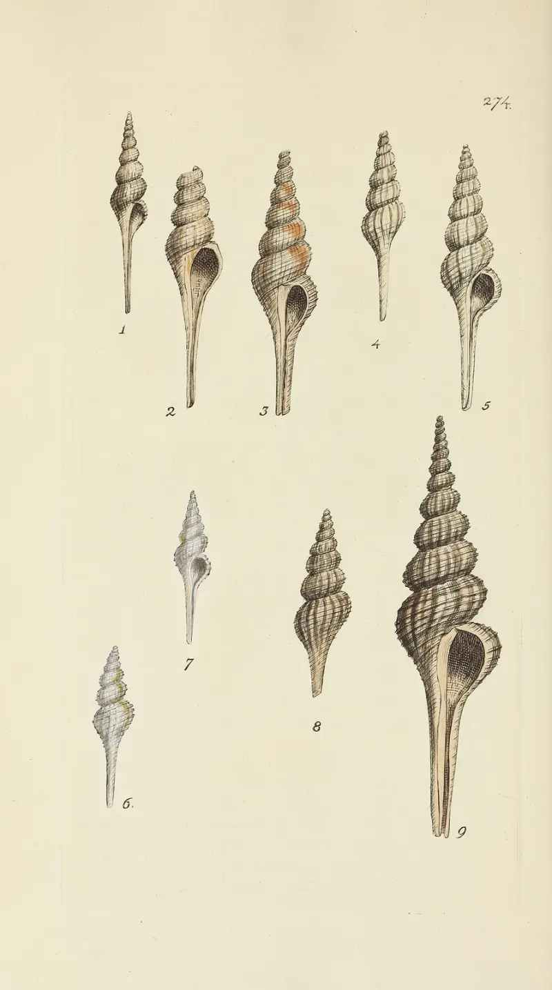 Mineralconchyliologi från Storbritannien, plansch 460 av James Sowerby