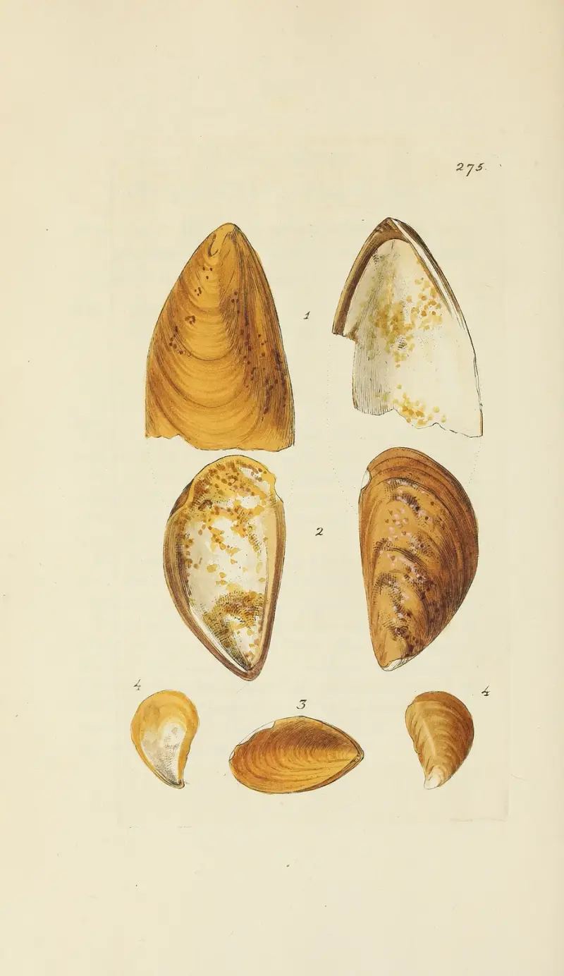 The mineral conchology of Great Britain Pl.461 av James Sowerby
