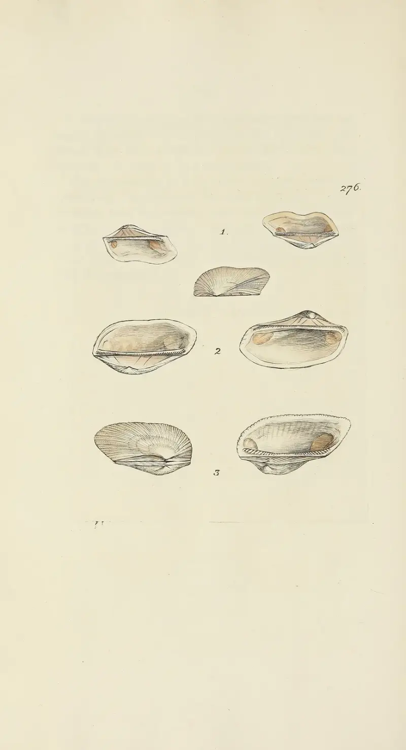 The mineral conchology of Great Britain Pl.462 av James Sowerby