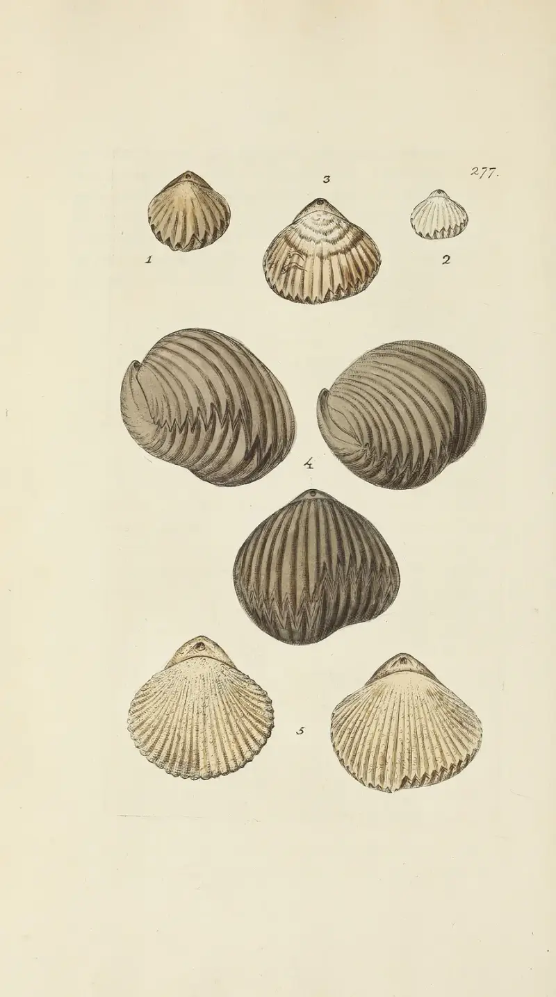 The mineral conchology of Great Britain Pl.463 av James Sowerby