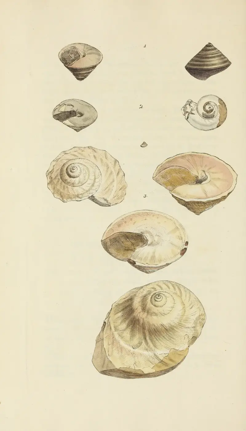 The mineral conchology of Great Britain Pl.464 av James Sowerby