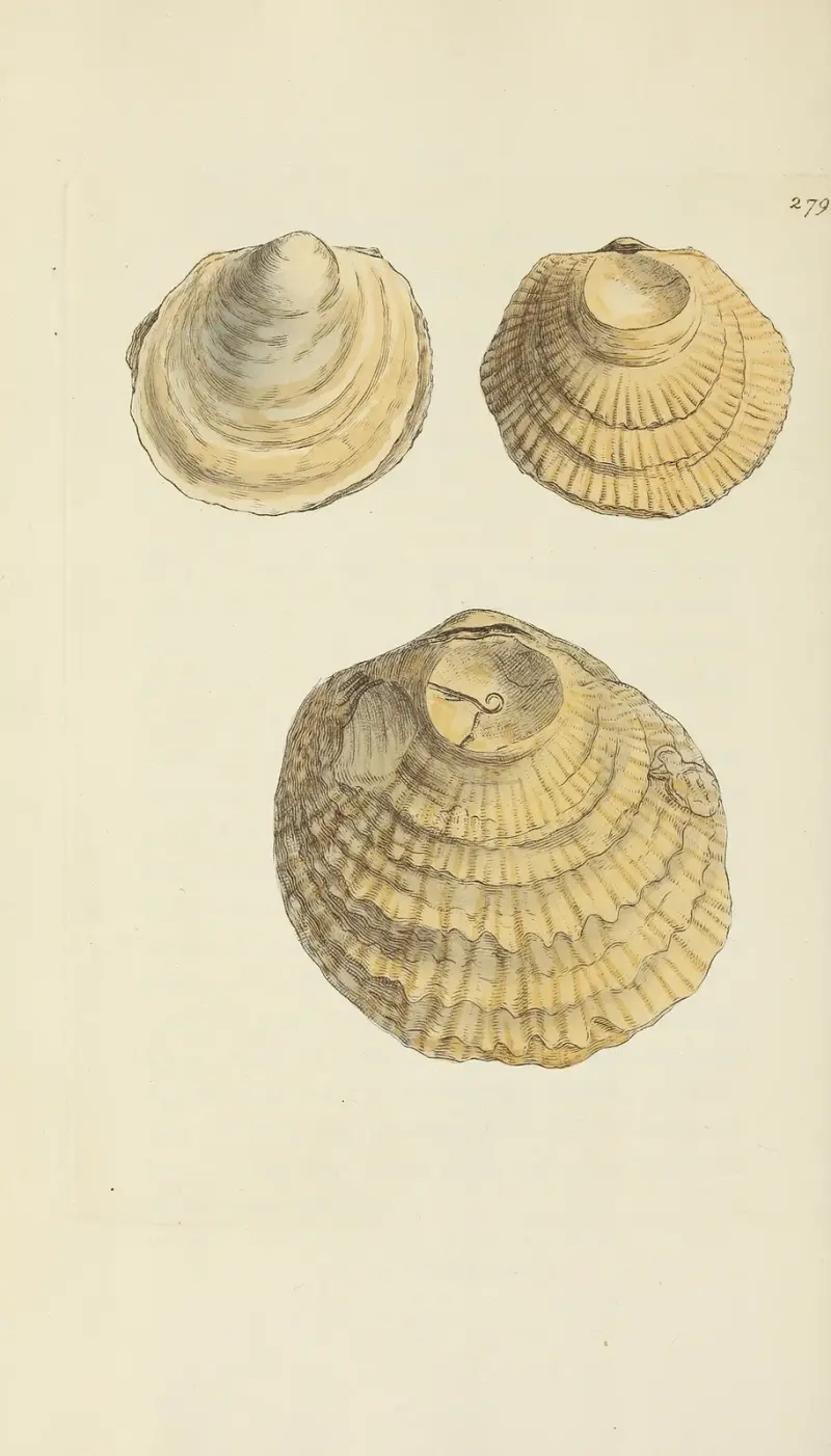 Mineralconchologi från Storbritannien, pl. 465 av James Sowerby