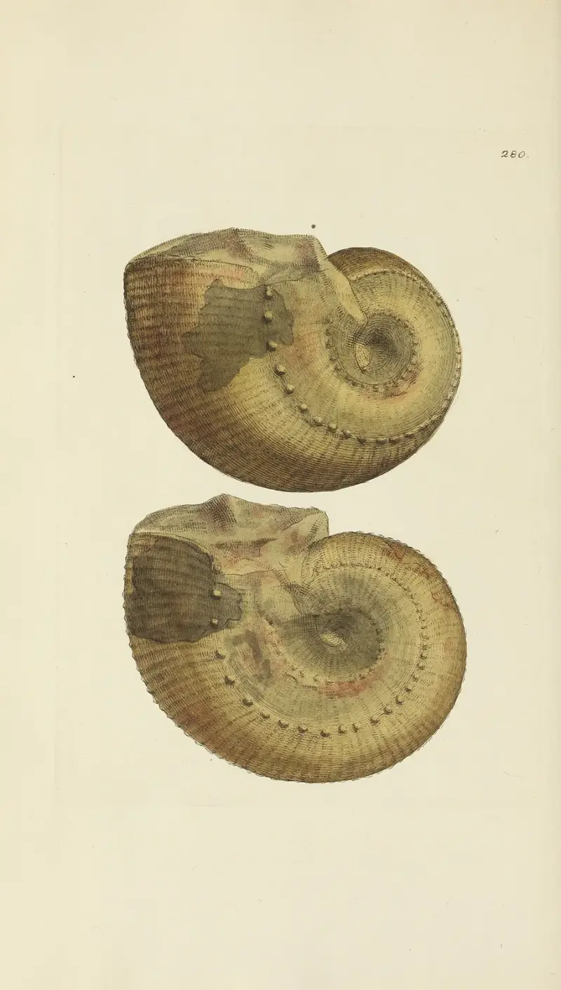 Mineralconchologi från Storbritannien, pl. 466 av James Sowerby