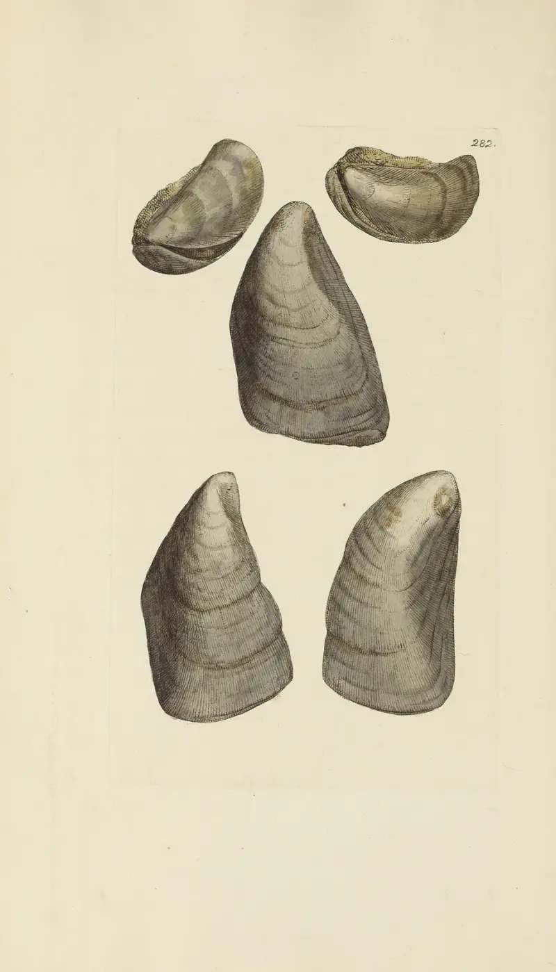 The mineral conchology of Great Britain Pl.468 av James Sowerby