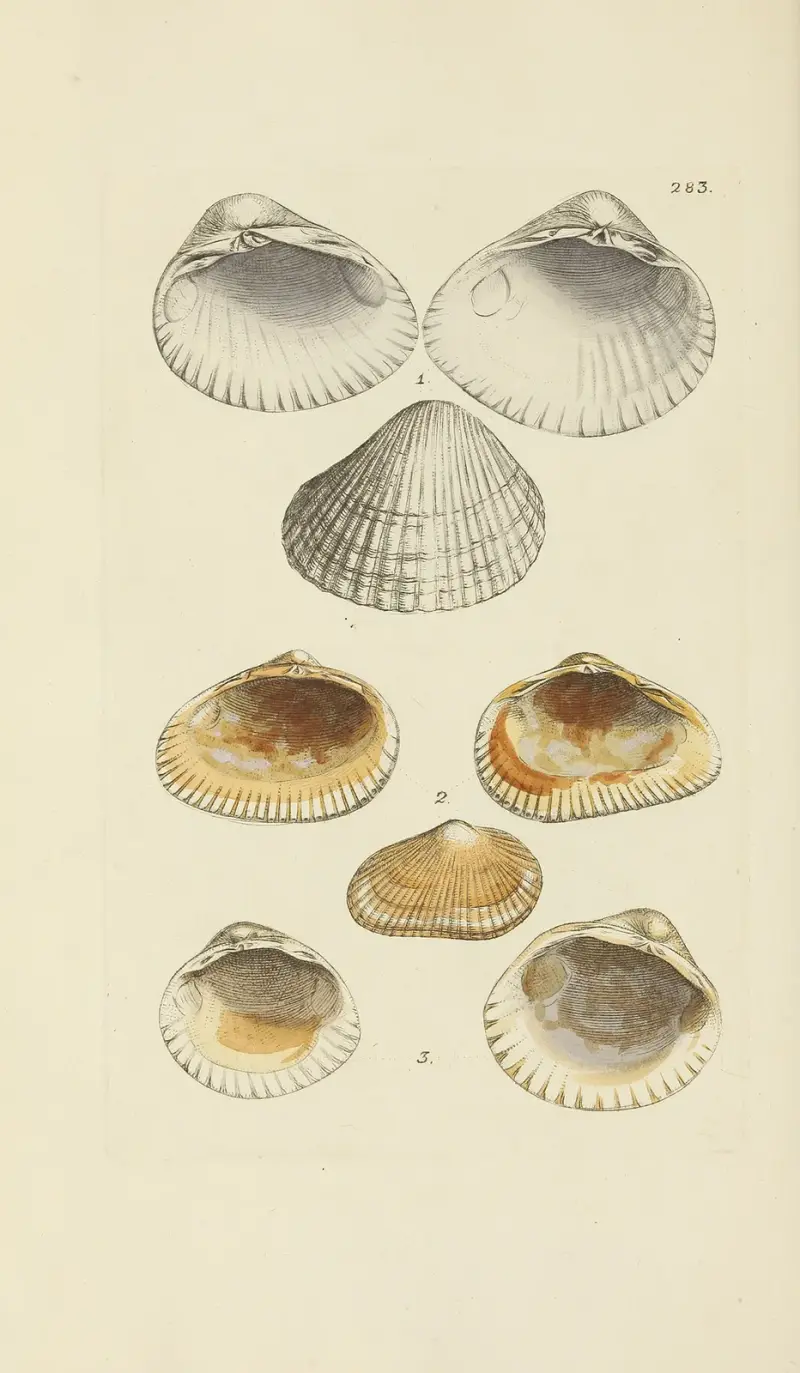 The mineral conchology of Great Britain Pl.469 av James Sowerby