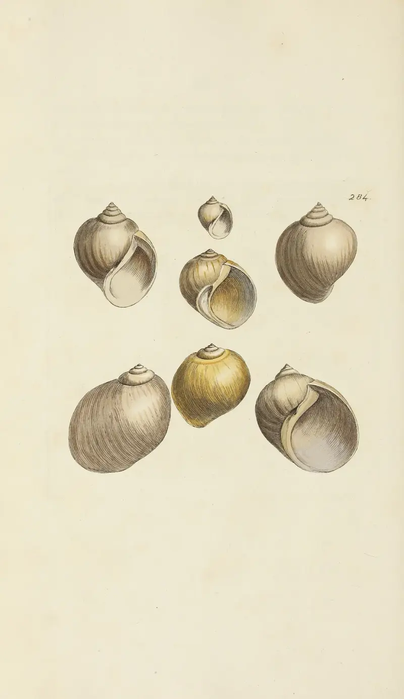 Mineralisk conchyliologi i Storbritannien Pl.470 av James Sowerby