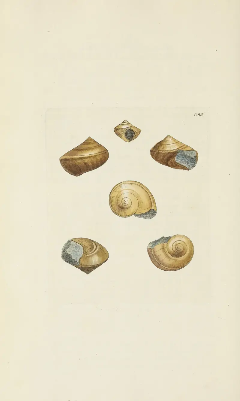 Mineralconkologi från Storbritannien, pl. 471 av James Sowerby