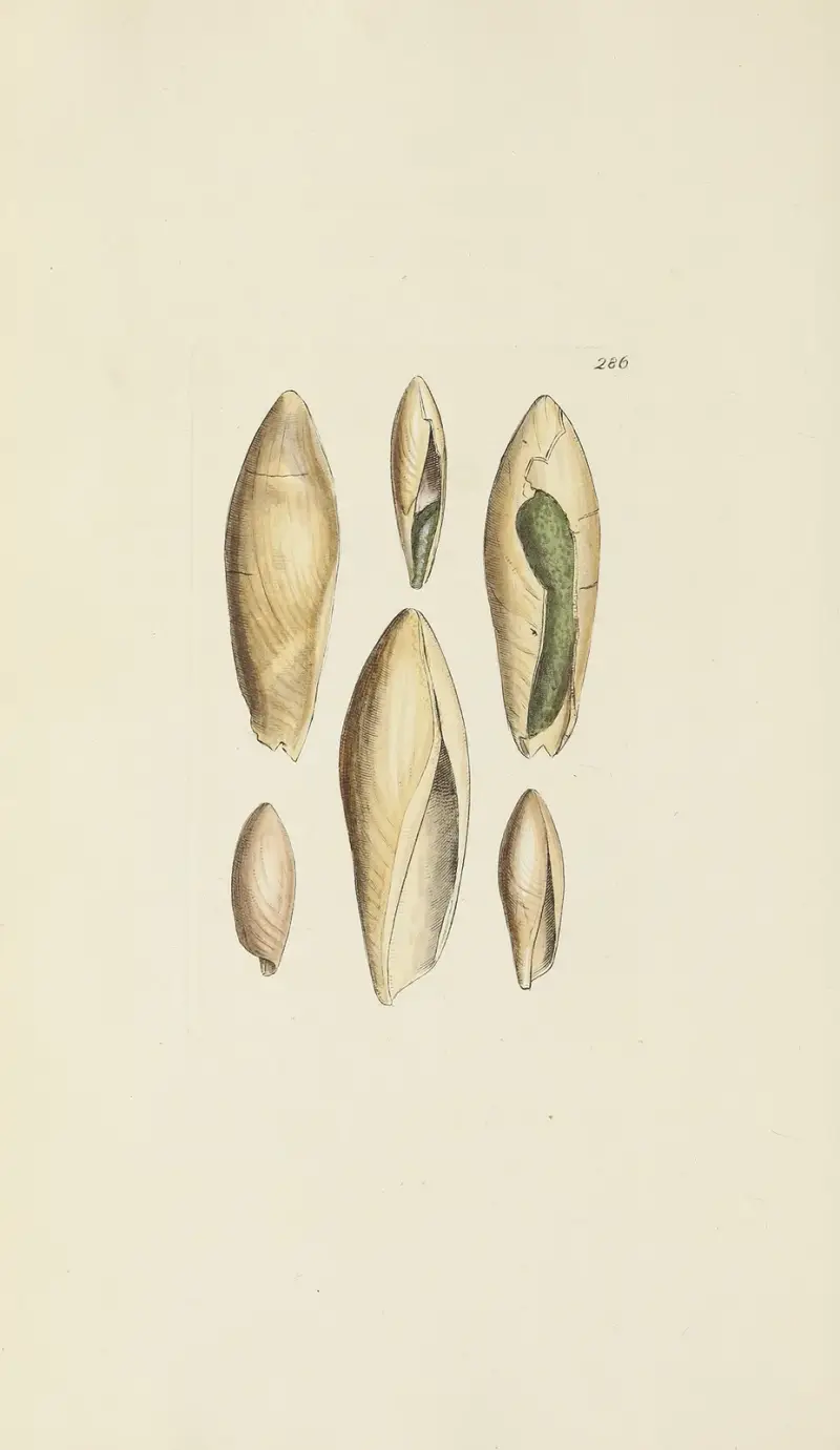 The mineral conchology of Great Britain Pl.472 av James Sowerby