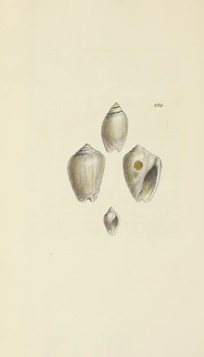 The mineral conchology of Great Britain Pl.474 av James Sowerby