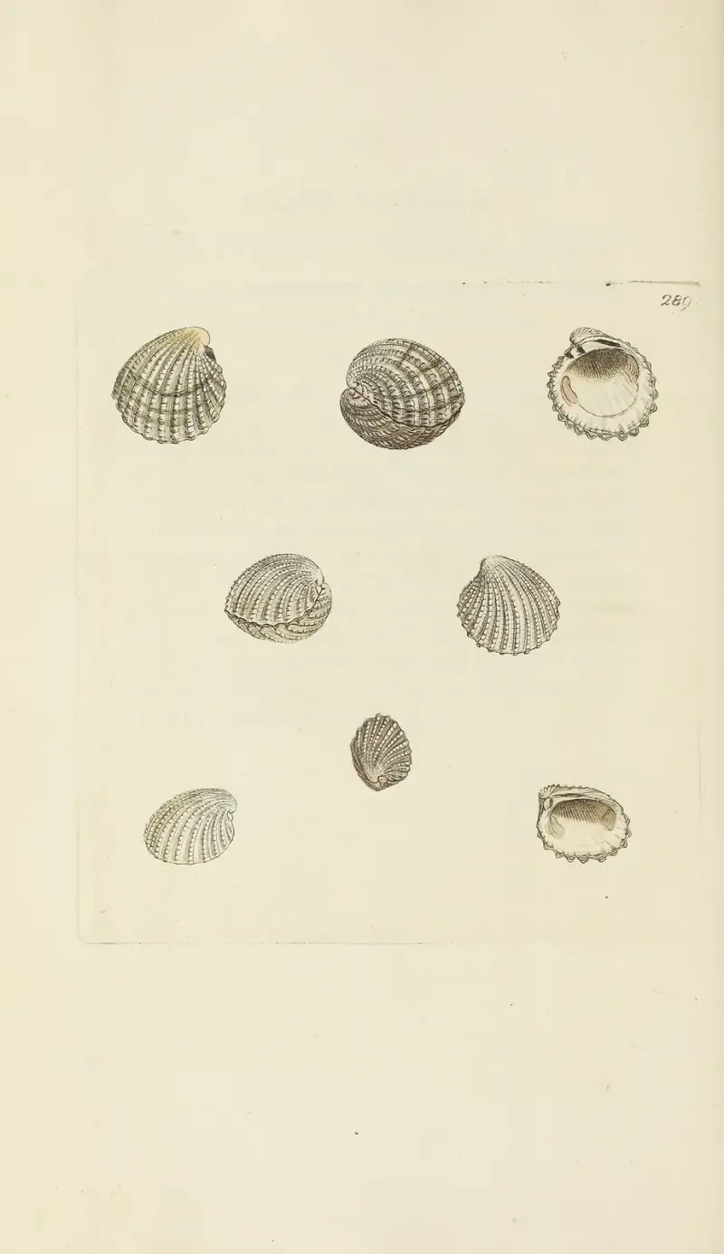 Brittisk mineralogisk conchologi pl. 475 av James Sowerby
