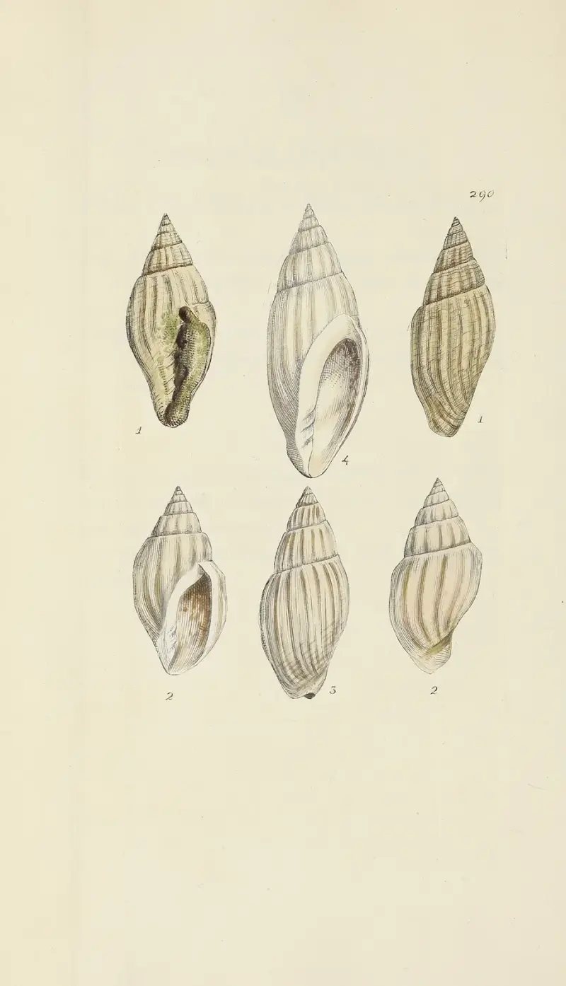 The mineral conchology of Great Britain Pl.476 av James Sowerby